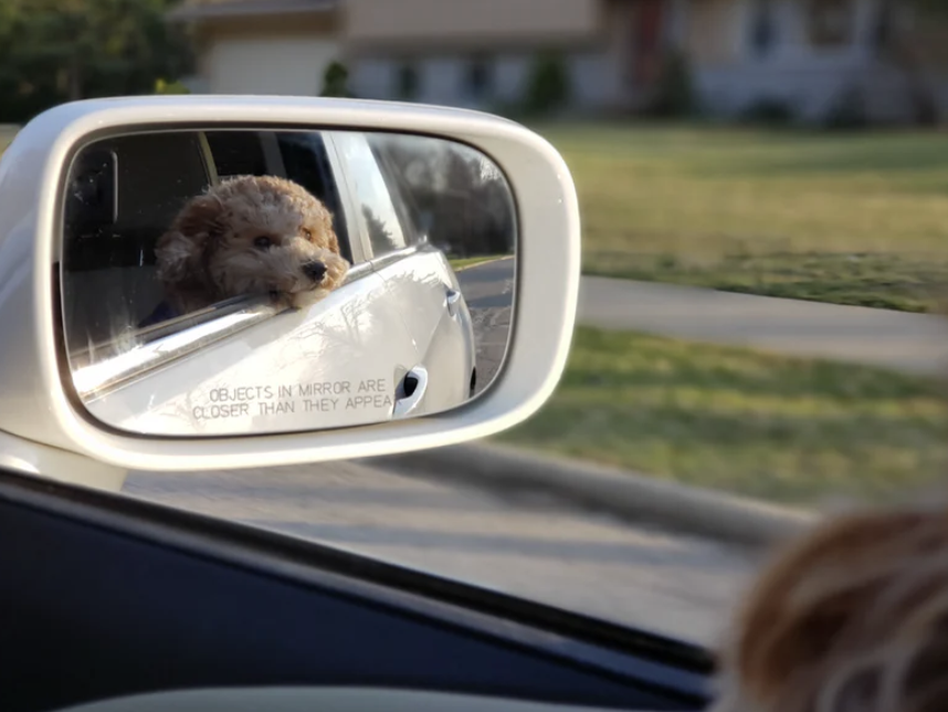 Is It Okay To Have Dogs In The Front Seat? 