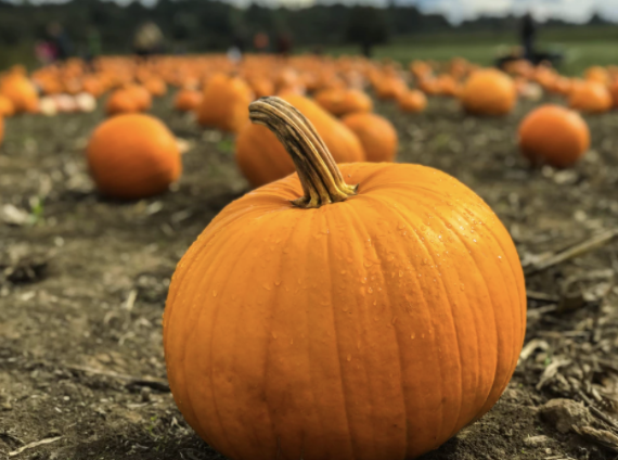 Origins of National Pumpkin Day