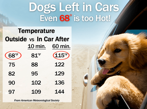 Dogs Left in Cars | E-Newsletter July 2015