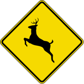 Deer Safety 101 | Driving Tips to Stay Safe