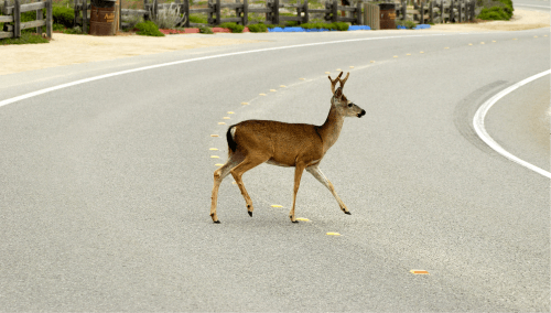 5 Driving Tips for Deer Season | Halloween Safety image #2